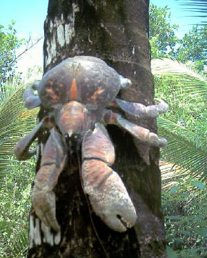 crab.jpg